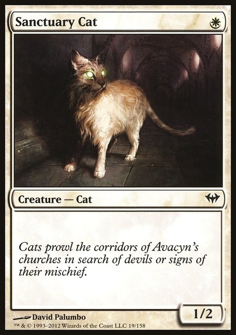 Sanctuary Cat